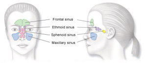 sinus_diagram